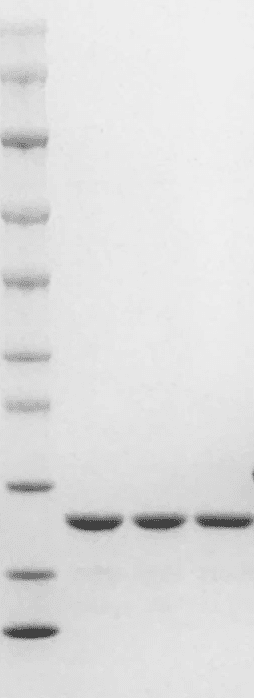 Mouse G-CSF protein