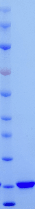 Mouse bFGF protein