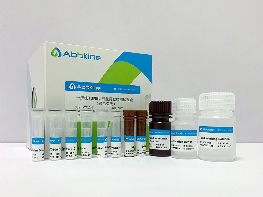One-step TUNEL Apoptosis Assay Kit (Green Fluorescence)
