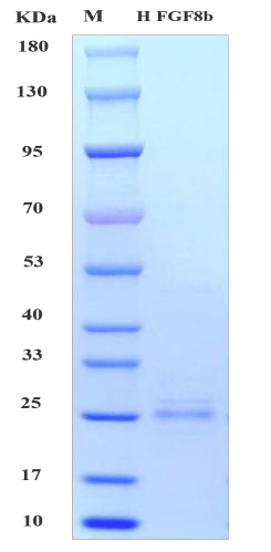 Human FGF-8b Protein, His tag (Animal-Free)