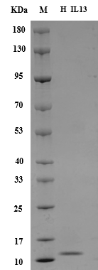 Human IL-13 protein, Animal-Free