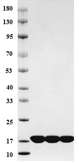 Mouse IL-1α protein