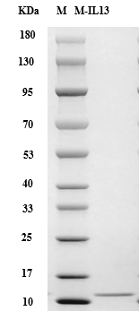 Mouse IL-13 Protein, Animal-Free