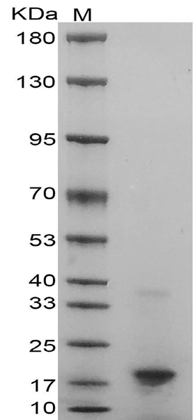Mouse IL-2 Protein