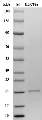 Human FGF-8a Protein, His tag (Animal-Free)
