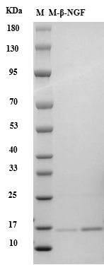 Mouse β-NGF protein