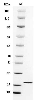Mouse IL-1β protein