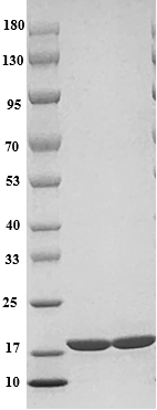 Rat IL-1β protein
