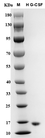 Human G-CSF Protein