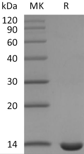 Mouse Leptin Protein