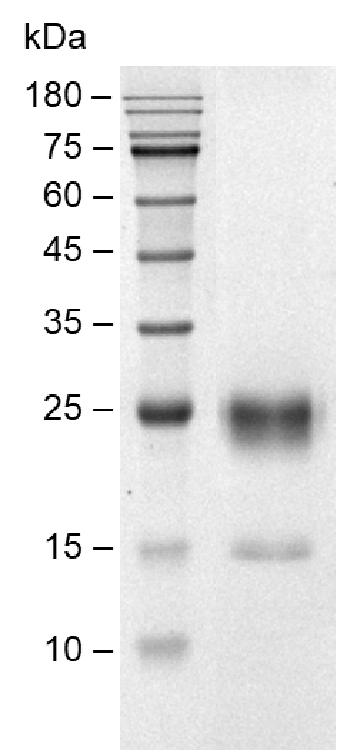 Human FGF-7 protein