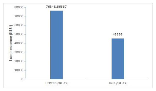 Renilla Luciferase Reporter Gene Assay Kit