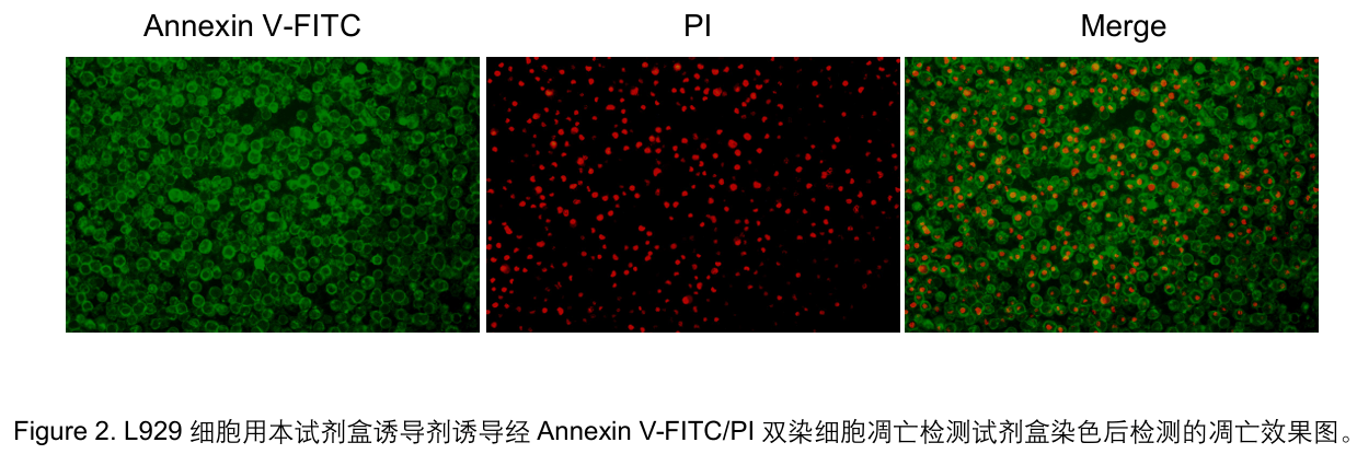Annexin V-FITC/PI Apoptosis Detection kit